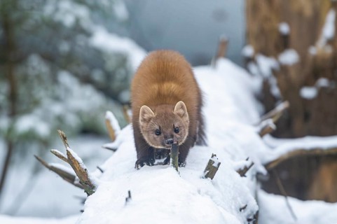 European pine marten (Martes martes) standing in the snow in winter, National Park Bavarian Forest,