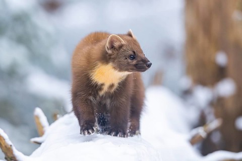 European pine marten (Martes martes) running in the snow in winter, National Park Bavarian Forest,