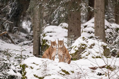 Eurasian lynx (Lynx lynx) sitting in a forest in winter, snow, Bavaria, Germany
