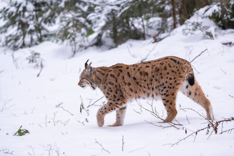 Eurasian lynx (Lynx lynx) walking in a forest in winter, snow, Bavaria, Germany
