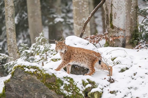 Eurasian lynx (Lynx lynx) walking in a forest in winter, snow, Bavaria, Germany