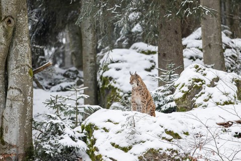 Eurasian lynx (Lynx lynx) sitting in a forest in winter, snow, Bavaria, Germany