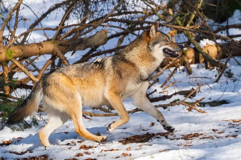European gray wolf (Canis lupus lupus) walking in a forest in winter, snow, Bavaria, Germany