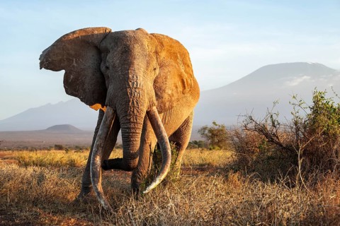 African elephant (Loxodonta africana) in picturesque landscape with the summit of Mount