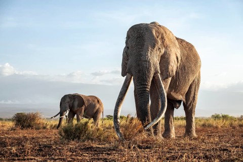 Two African elephants (Loxodonta africana) in a picturesque landscape with the summit of Mount