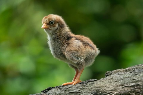 Newborn chicken standing on a tree