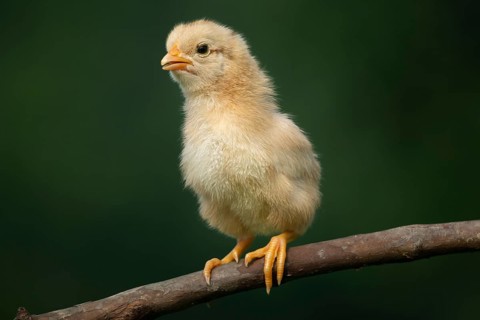 Newborn chick standing on a tree branch