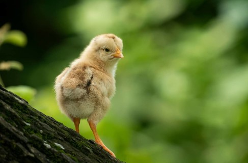 A fluffy baby chicken stands on a tree against a soft green background