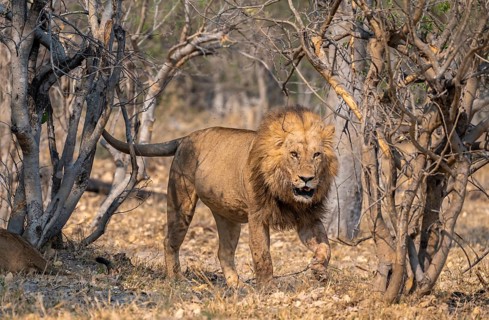 Lion (Panthera leo), adult male walking, Moremi Game Reserve, Botswana