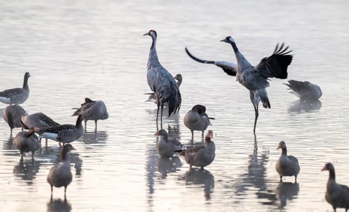 Cranes (Grus grus), cranes and gray geese (Anser anser) stand in the shallow water zone of a lake,