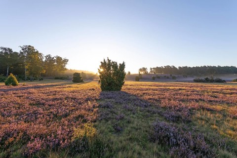 Golden sunbeams over the blooming Lüneburger Heide near Niederhaverbeck