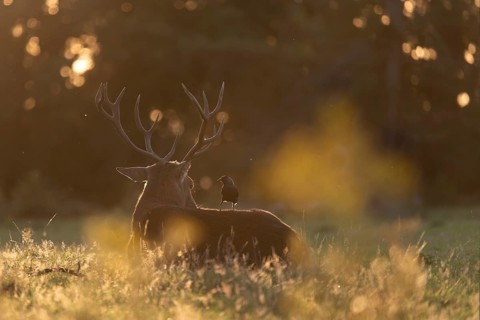 Red deer at the rutting 2025, London, Great Britain