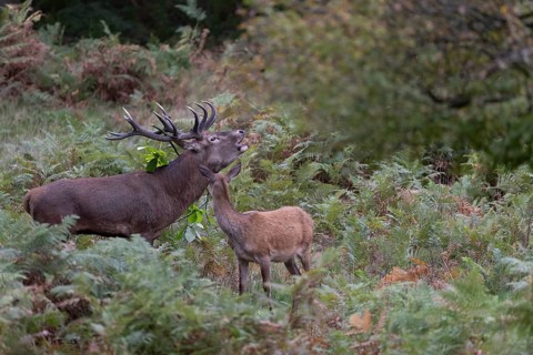 Red deer at the rutting 2025, London, Great Britain