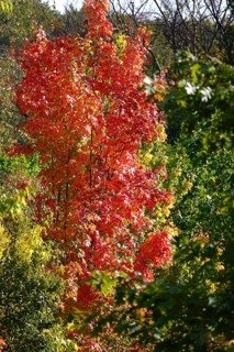 Autumn colors, Golden October, Germany