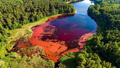 Red algae plant on the lake. abstract ecology nature concept, wild landscape with vibrant red