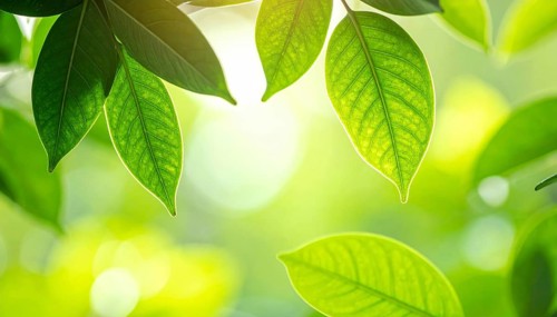 Natural green leaves plants, spring ans summer background cover page, golden soft light, green and