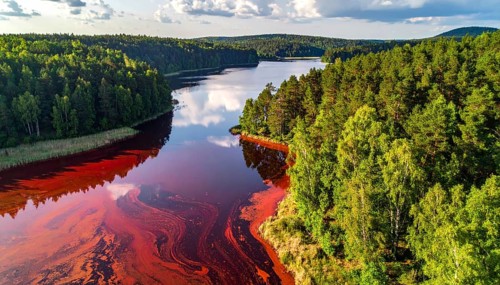Red algae plant on the lake. abstract ecology nature concept, wild landscape with vibrant red