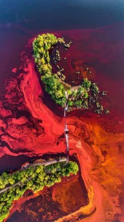 Red algae plant on the lake. abstract ecology nature concept, wild landscape with vibrant red