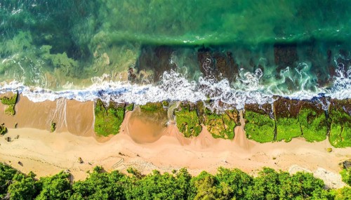 Green algae on the sandy shore of an ocean. Fascinating phenomenon of wild coastline with green