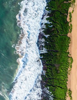 Green algae on the sandy shore of an ocean. Fascinating phenomenon of wild coastline with green