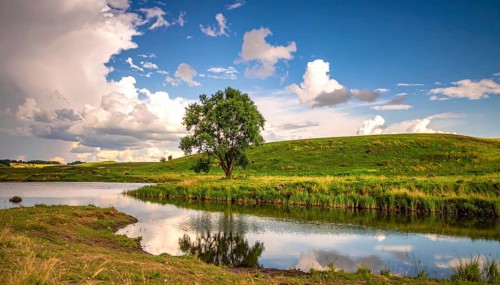 Single and lonely tree near to a lake, meadow and lot of wild grass around, hilly wilderness