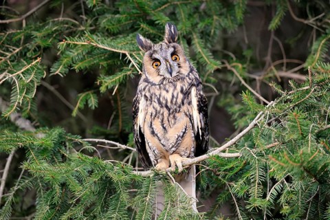 Long-eared owl (Asio otus), adult, on tree, in winter, alert, Bohemian Forest, Czech Republic,