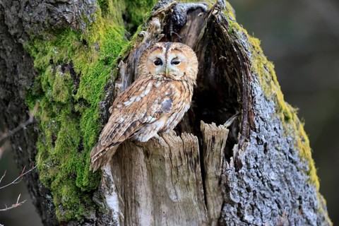 Tawny owl (Strix aluco), adult, perch, on tree, in winter, alert, Bohemian Forest, Czech Republic,