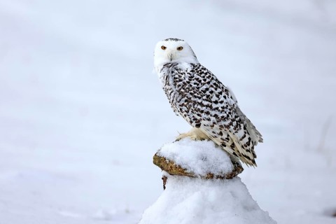Snowy owl (Nyctea scandiaca), snowy owl, adult, alert, in snow, perch, in winter, Bohemian Forest,