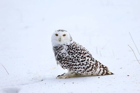 Snowy owl (Nyctea scandiaca), snowy owl, adult, alert, in snow, foraging, in winter, Bohemian
