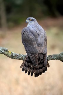Hawk (Astur gentilis), adult, female, on tree, in winter, alert, Bohemian Forest, Czech Republic,