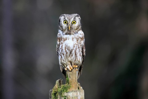Roughfoot owl (Aegolius funereus), groufoot owl, adult, perch, alert, in winter, Bohemian Forest,