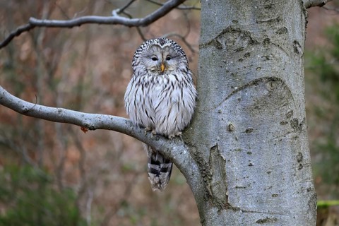 Hawk owl (Strix uralensis), adult, in winter, on tree, on tree trunk, Bohemian Forest, Czech