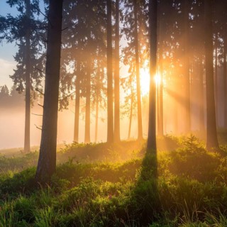 Sunlight streaming through a dense, misty forest, Fog covered forest in summer with mystic golden
