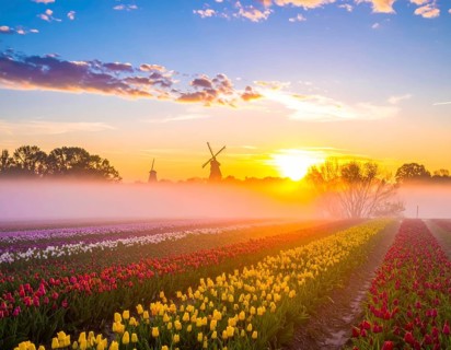 Fog covered landscape in sunrise with tulip fields and windmill in background, AI generated