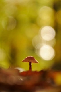 Autumn time in the forest, October, Pilz, Germany