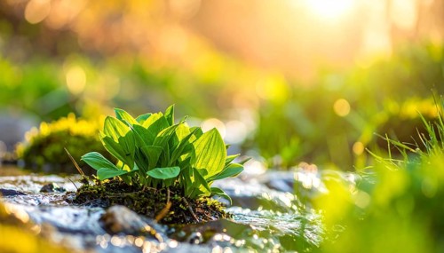 Beautiful spring detailed stream of fresh water, vibrant blooming young green plants, wallpaper