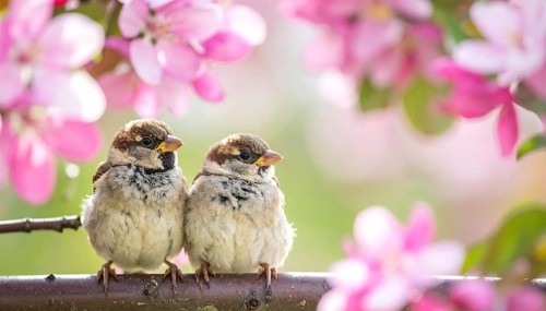 Small funny Sparrow Chicks sit in the garden surrounded by pink Apple blossoms on a Sunny may day,