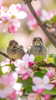 Small funny Sparrow Chicks sit in the garden surrounded by pink Apple blossoms on a Sunny may day,
