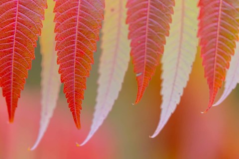 Vinegar tree (Rhus typhina) in autumn colors, autumn, Krauchenwies, Upper Danube nature park Park,