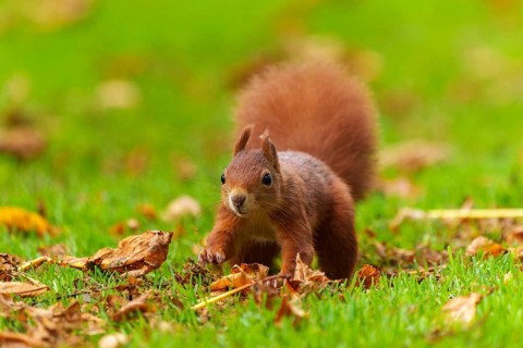 Squirrel (Sciurus vulgaris), wildlife, Germany