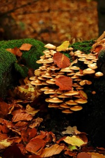 Autumn time, mushrooms in the forest, October, Germany