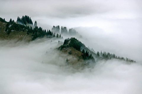 Ridge with conifers sticking out of fog, Allgäu Alps, near Oberstdorf, Oberallgäu, Allgäu, Bavaria,