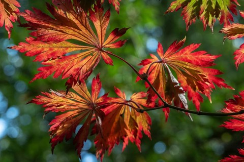 Adenhut leaf maple (Acer japonicum aconitifolium), autumn leaves, Emsland, Lower Saxony, Germany
