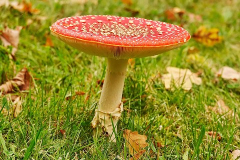 Fairytale toadstool, autumn, Germany