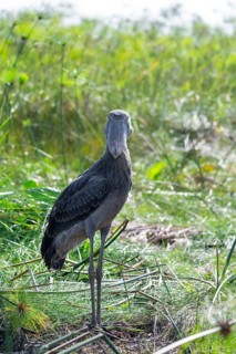 Shoebill (Balaeniceps rex) in the swamps of Mabamba between Papyrus, Lake Victoria, Uganda