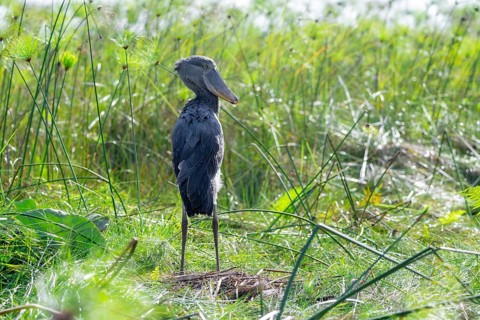 Shoebill (Balaeniceps rex) in the swamps of Mabamba between Papyrus, Lake Victoria, Uganda