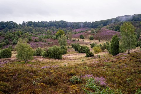 Purple flowering heath, broom heather and juniper bushes, Lüneburg Heath nature reserve, Lower