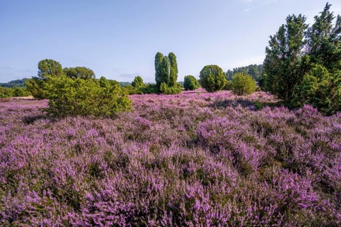 Purple flowering heath, broom heather and juniper bushes, in Totengrund, Wilsede Lüneburg Heath