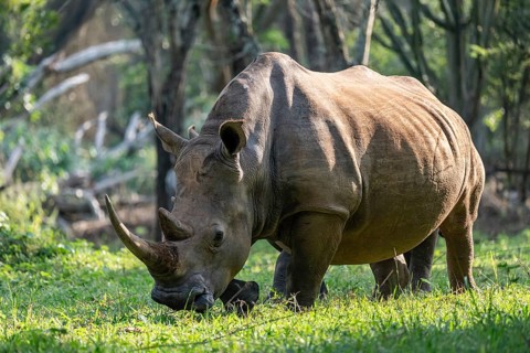 Southern white rhinoceros (Ceratotherium simum simum), Ziwa Rhino Sanctuary, Uganda