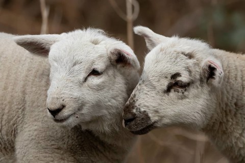Domestic sheep (Ovis aries) two juvenile baby lambs farm animals greeting each other in spring,
